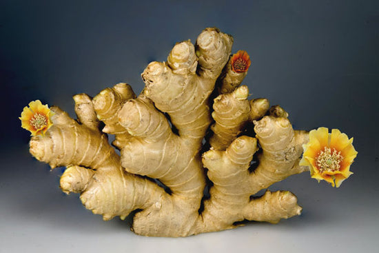 The ginger in Uppy! is taken from a real ginger root. Ginger has been used for thousands of years as a medicinal herb to treat a variety of ailments, including e.g. gut health.